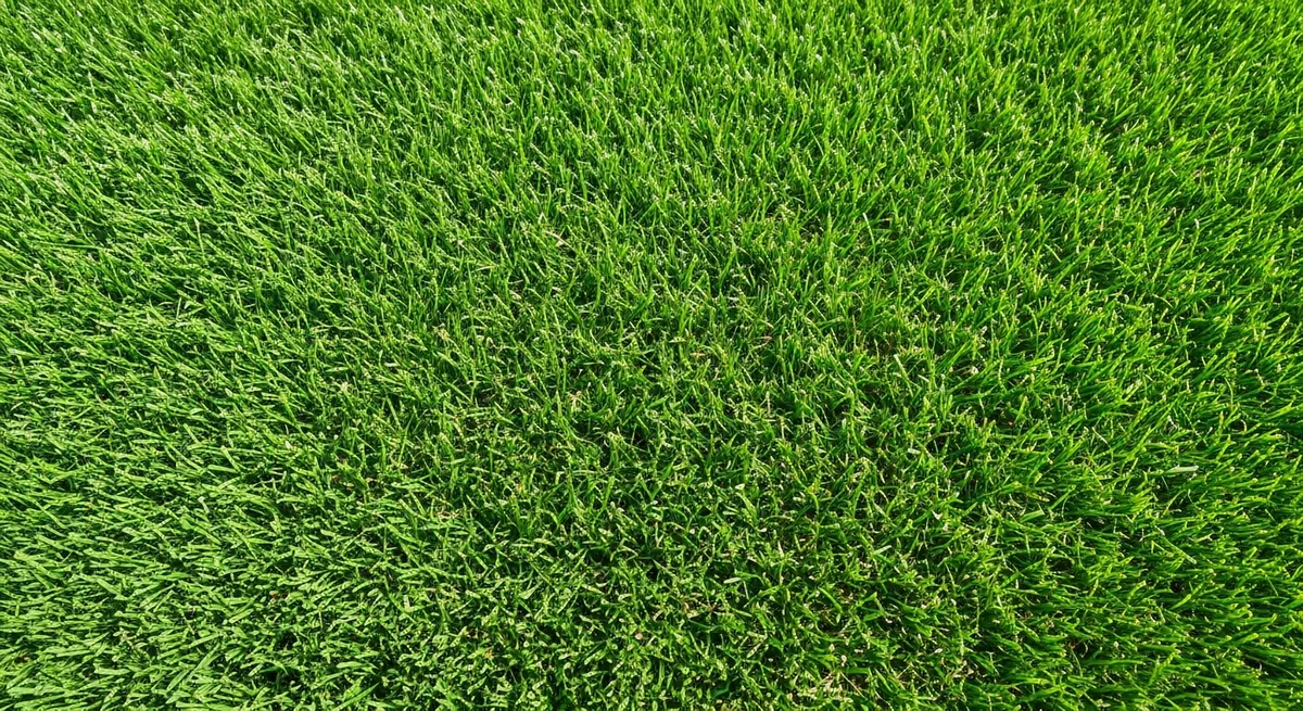 Thick, dark-green turf after a 4D Lawn Care fertilization program