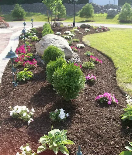 Newly planted shrubs and flowers in mulch bed